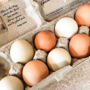 Fresh Dozen Eggs