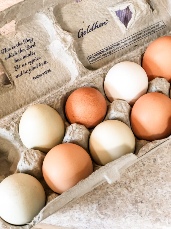 Fresh Dozen Eggs
