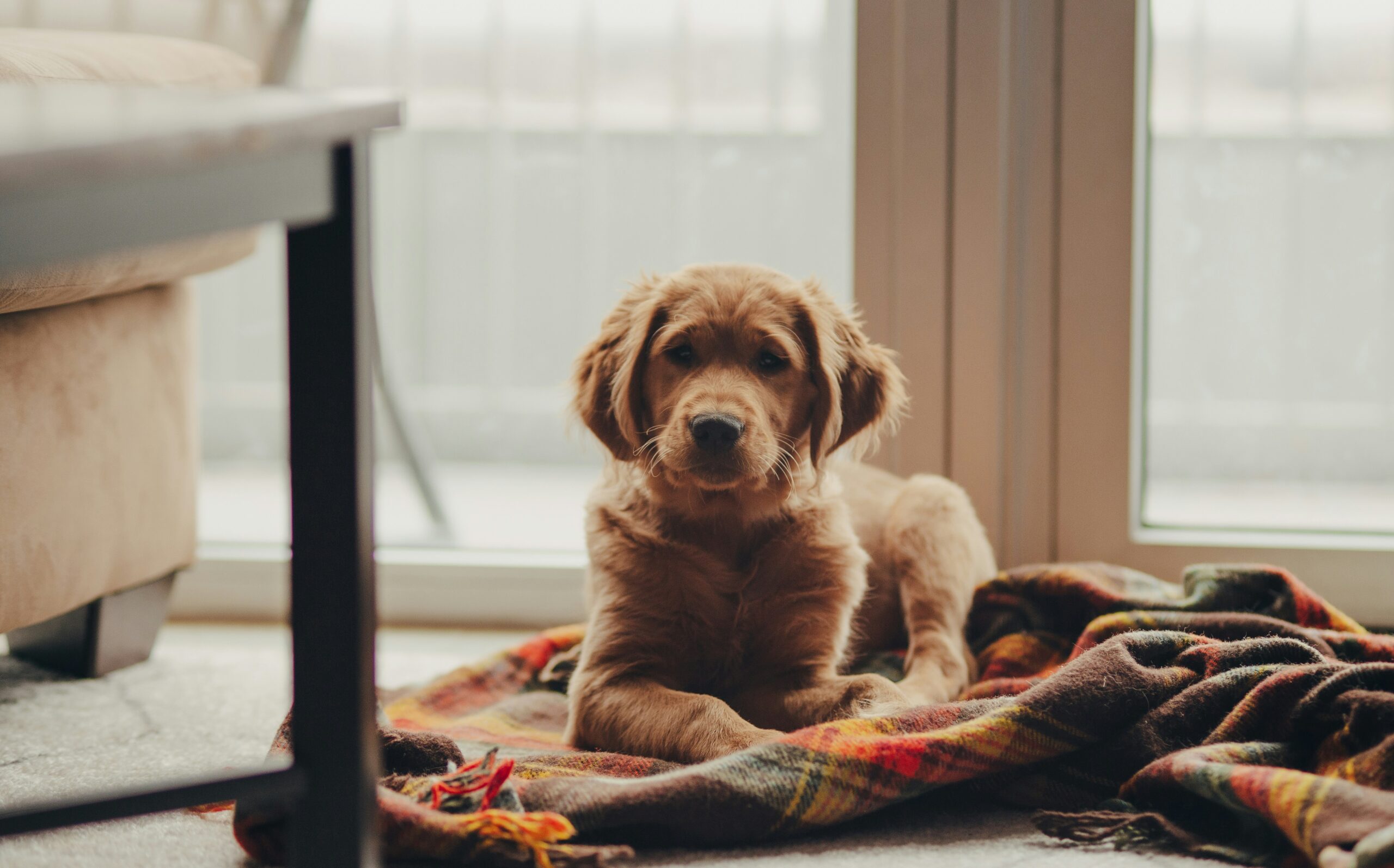 Golden Retriever Puppies For Sale Ready to Go Home